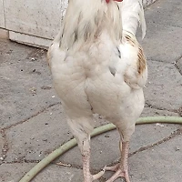 bellotita