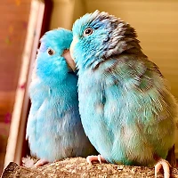 ParrotletMama