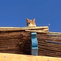 KLein
